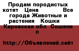 Продам породистых котят › Цена ­ 15 000 - Все города Животные и растения » Кошки   . Кировская обл.,Сошени п.